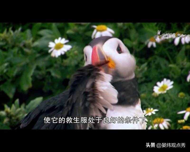 萌萌的海鸚 可不止是像“表情包”那么簡單