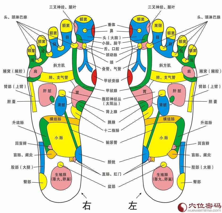 腳底反射區(qū)示意圖