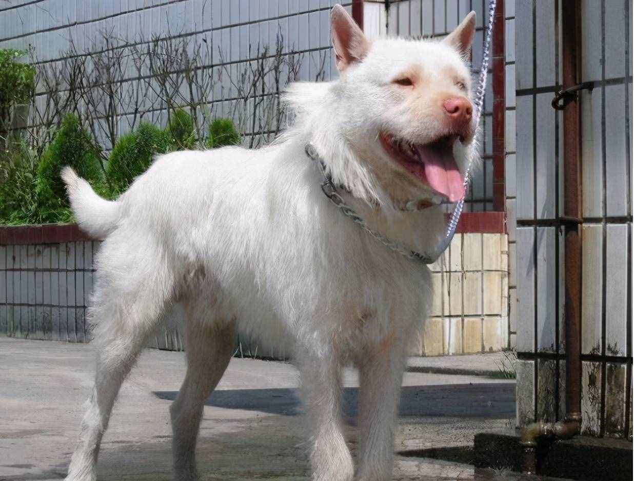 被淡忘的中國四大名犬，世界的影響，國犬的驕傲