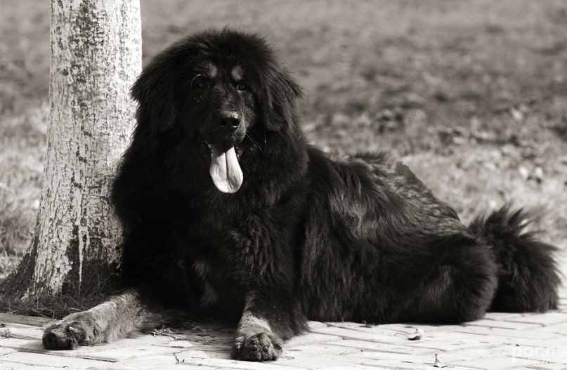 被淡忘的中國四大名犬，世界的影響，國犬的驕傲