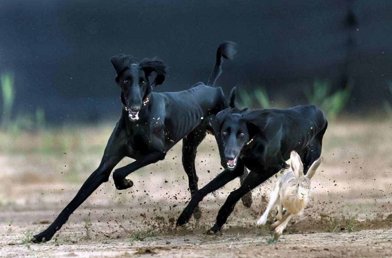被淡忘的中國四大名犬，世界的影響，國犬的驕傲