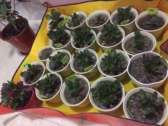 長壽花全套養(yǎng)護攻略，簡單學兩招就管用，省得光長葉不開花