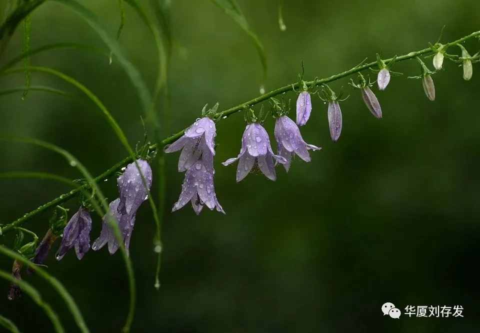 詠二十四節(jié)氣之谷雨詞十首——?jiǎng)⒋姘l(fā)