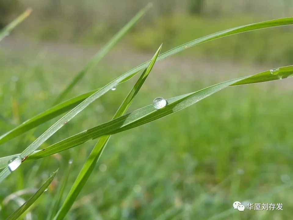詠二十四節(jié)氣之谷雨詞十首——?jiǎng)⒋姘l(fā)