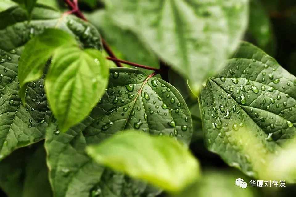 詠二十四節(jié)氣之谷雨詞十首——?jiǎng)⒋姘l(fā)
