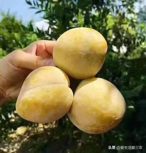 十大暴利種植項目，原來農(nóng)村賺錢真不難，建議收藏
