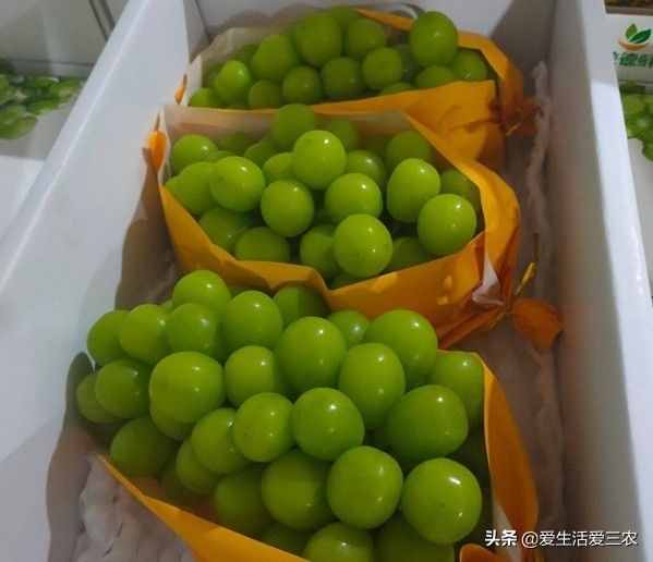 十大暴利種植項目，原來農(nóng)村賺錢真不難，建議收藏