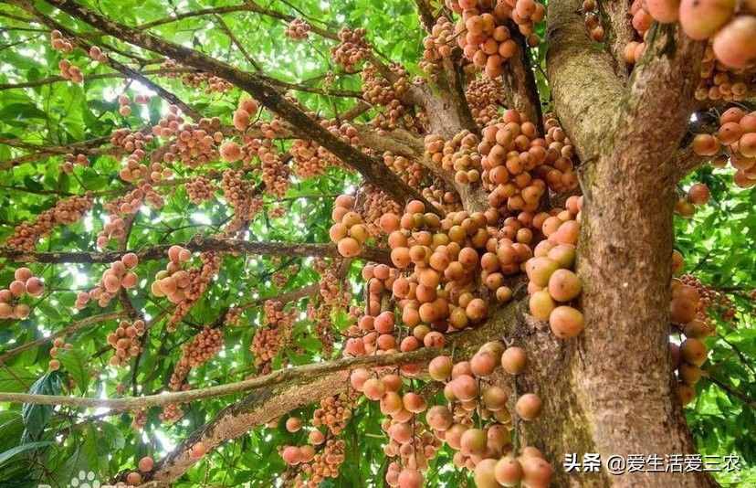 十大暴利種植項目，原來農(nóng)村賺錢真不難，建議收藏