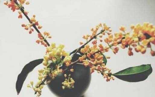 桂花吃了有什么好處 哪些人不能吃桂花