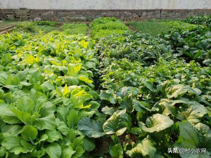 2021年在農(nóng)村創(chuàng)業(yè)，試試這25個(gè)致富項(xiàng)目，搞好了不比打工差