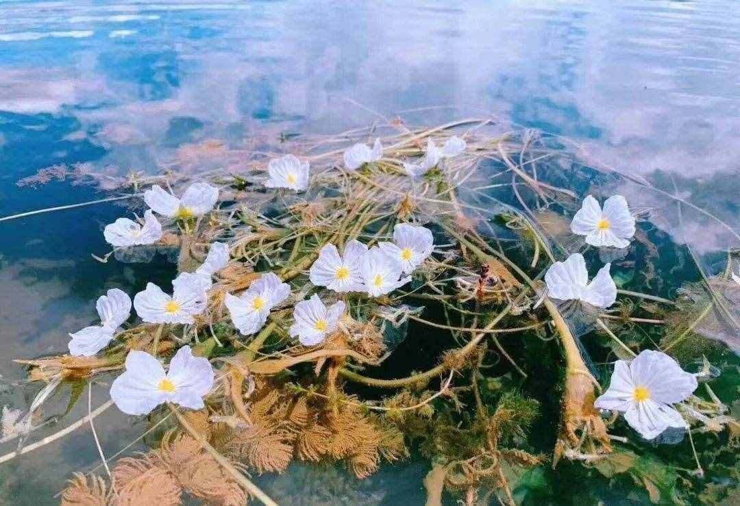 原來“水性楊花”真的存在！好看還能吃，因為它這個景點更加火爆