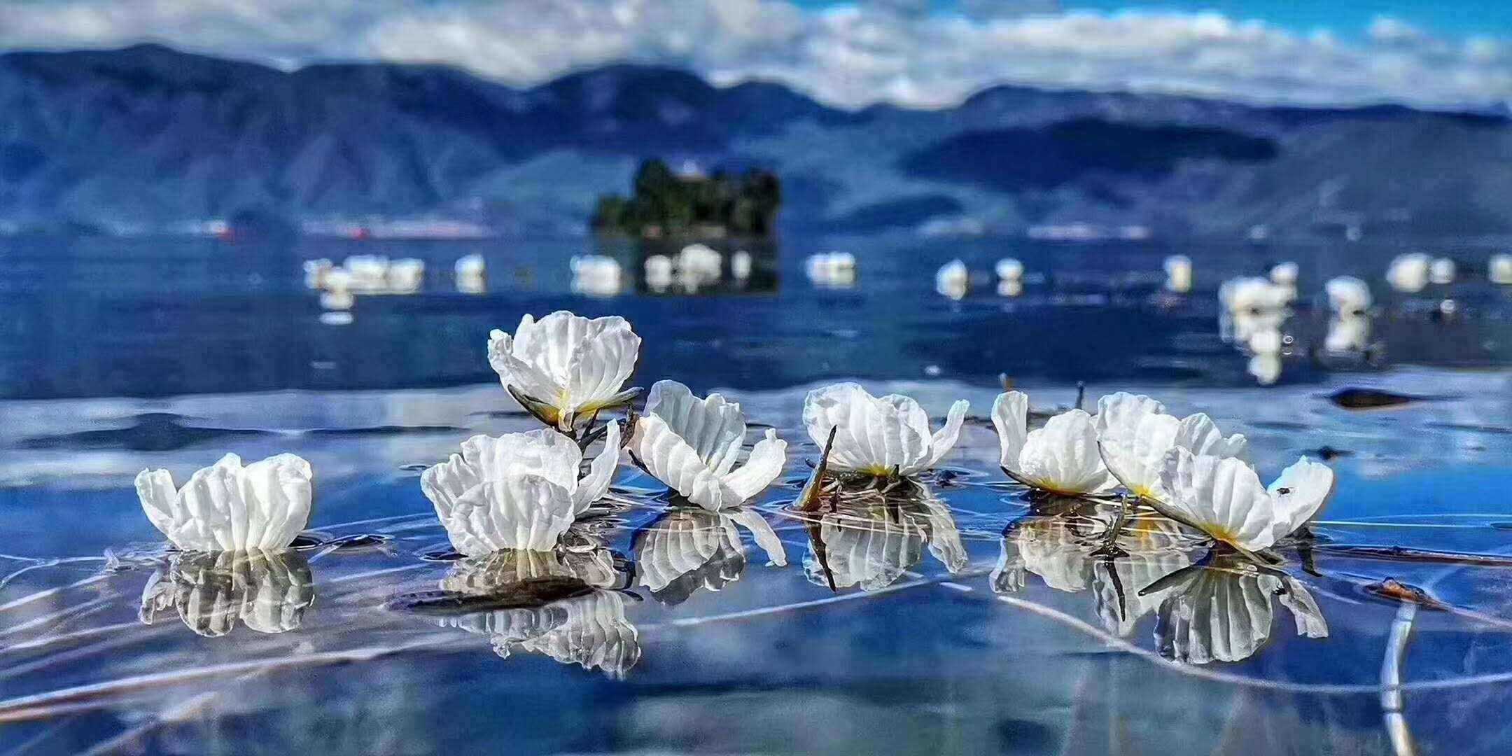 原來“水性楊花”真的存在！好看還能吃，因為它這個景點更加火爆