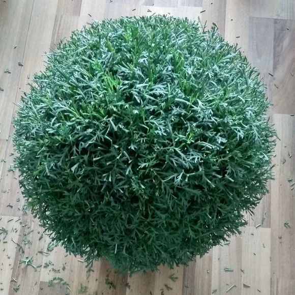 潑辣的“瑪格麗特”，夏天最虛弱，避開3個(gè)坑，秋天美呆了