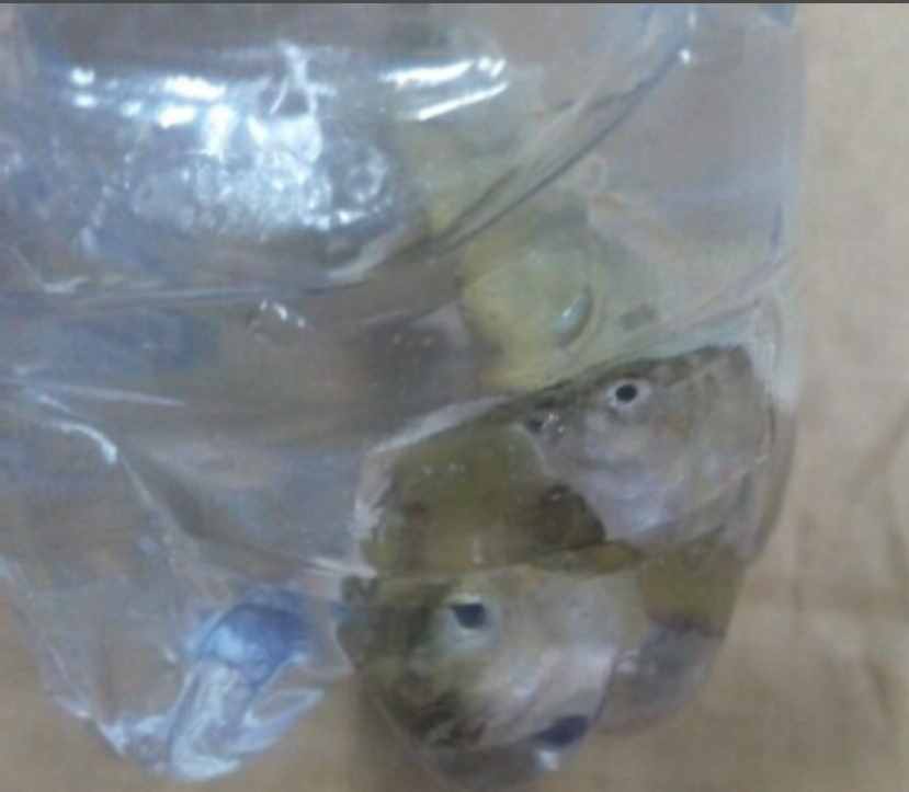 想不到飲料瓶還有這用處，制作簡易捕魚、蝦工具