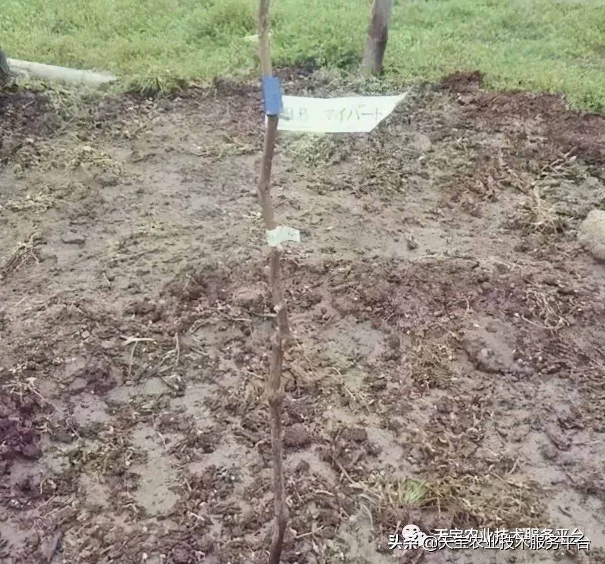 種好陽光玫瑰這些關(guān)鍵技術(shù)得知道