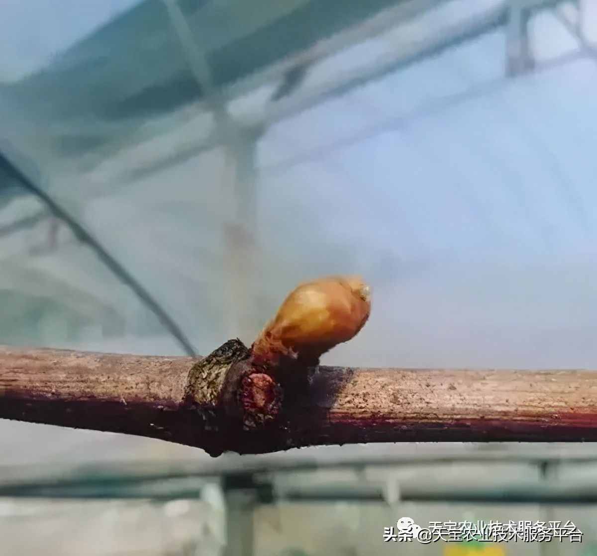 種好陽光玫瑰這些關(guān)鍵技術(shù)得知道
