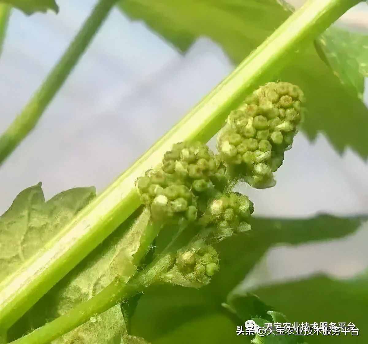 種好陽光玫瑰這些關(guān)鍵技術(shù)得知道