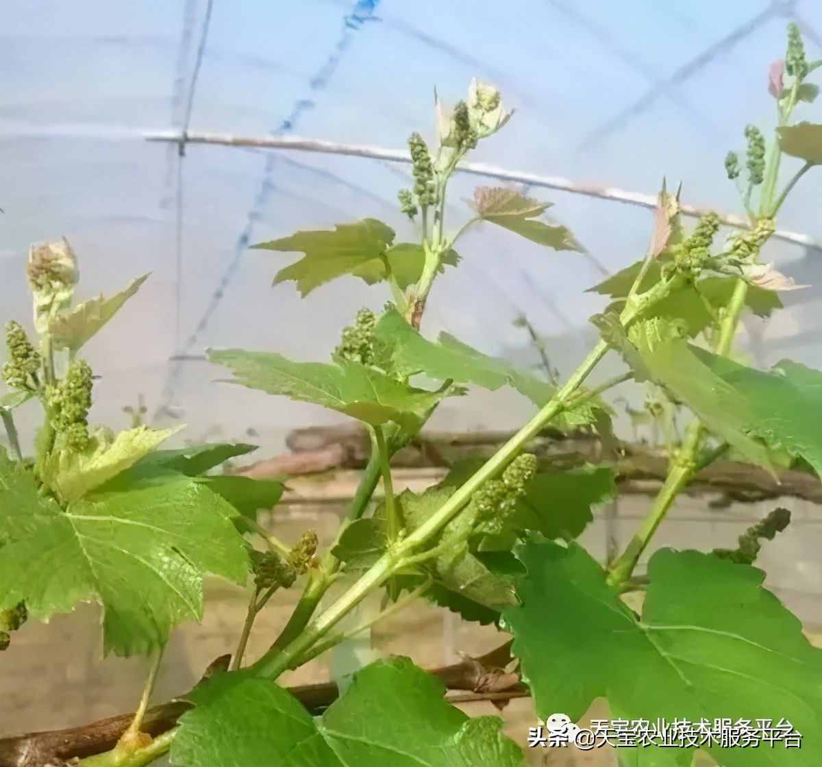 種好陽光玫瑰這些關(guān)鍵技術(shù)得知道