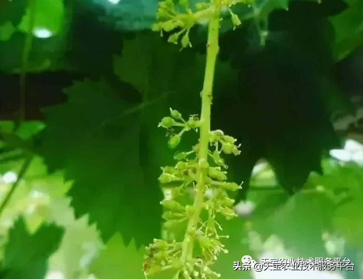 種好陽光玫瑰這些關(guān)鍵技術(shù)得知道
