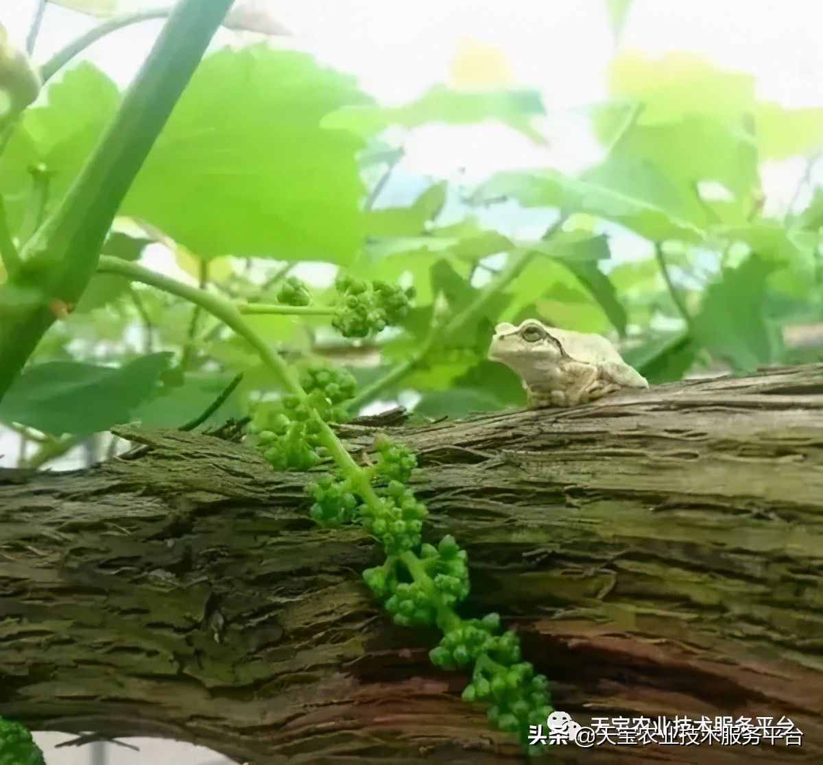 種好陽光玫瑰這些關(guān)鍵技術(shù)得知道