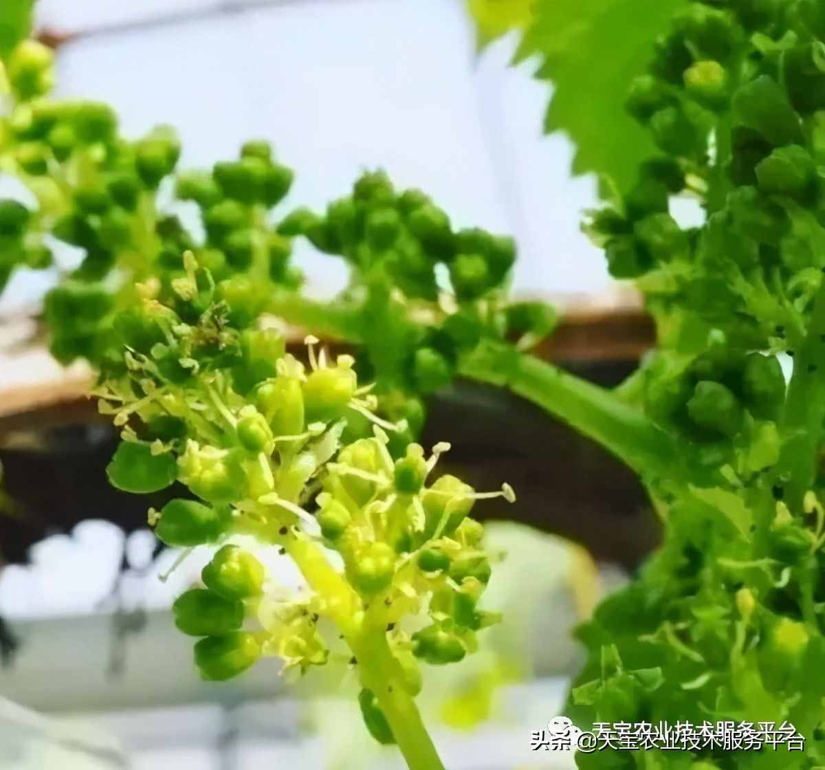 種好陽光玫瑰這些關(guān)鍵技術(shù)得知道
