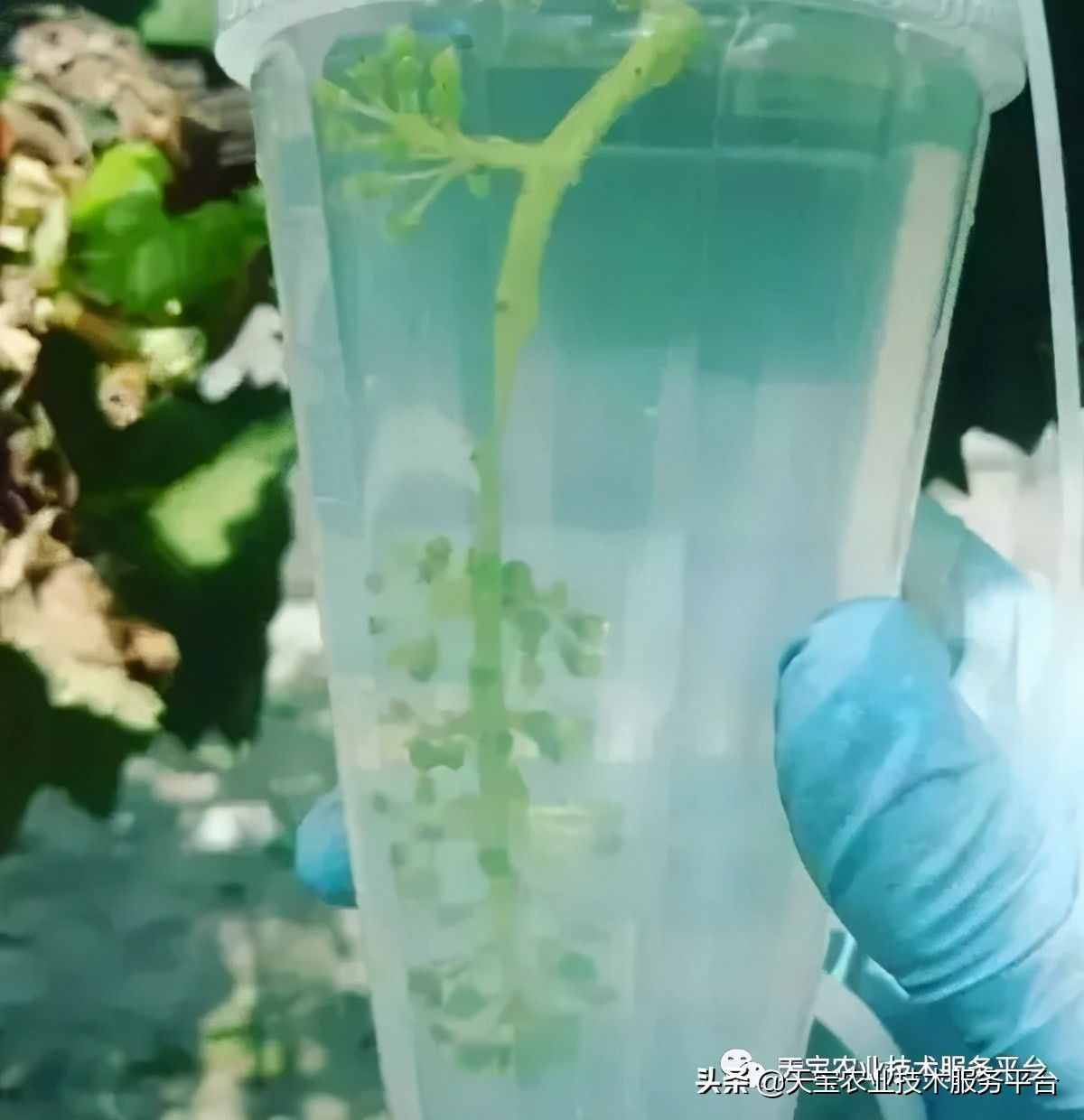 種好陽光玫瑰這些關(guān)鍵技術(shù)得知道