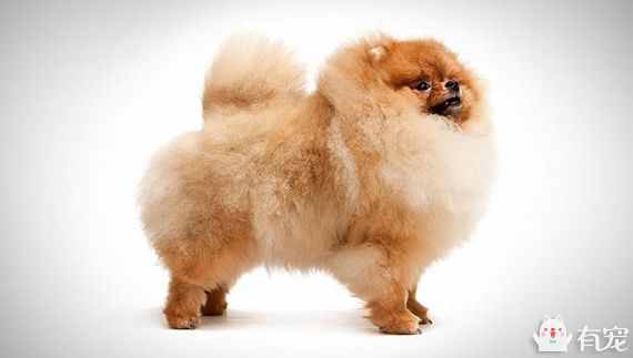 博美犬美容特色  博美犬打理技巧