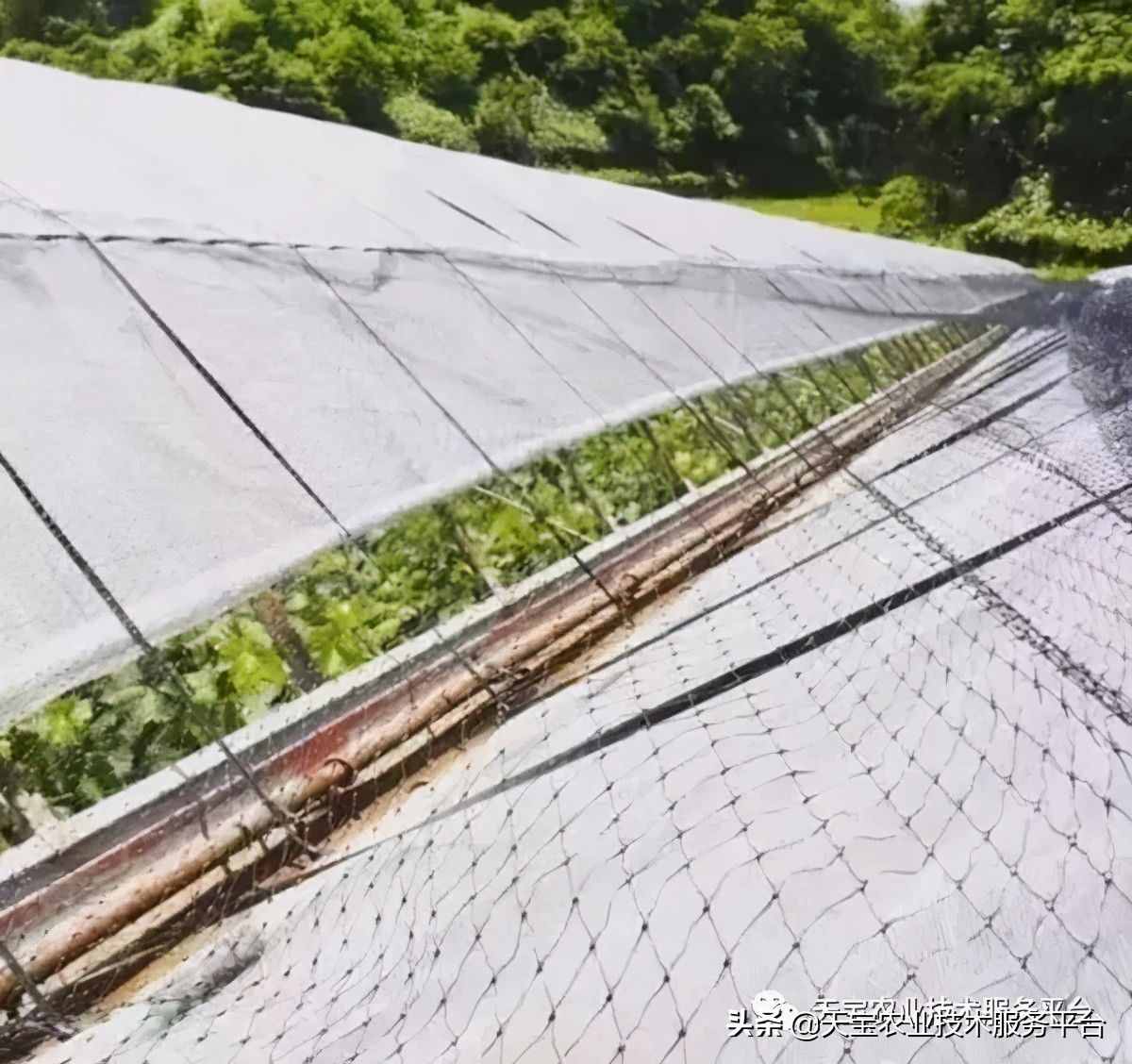種好陽光玫瑰這些關(guān)鍵技術(shù)得知道