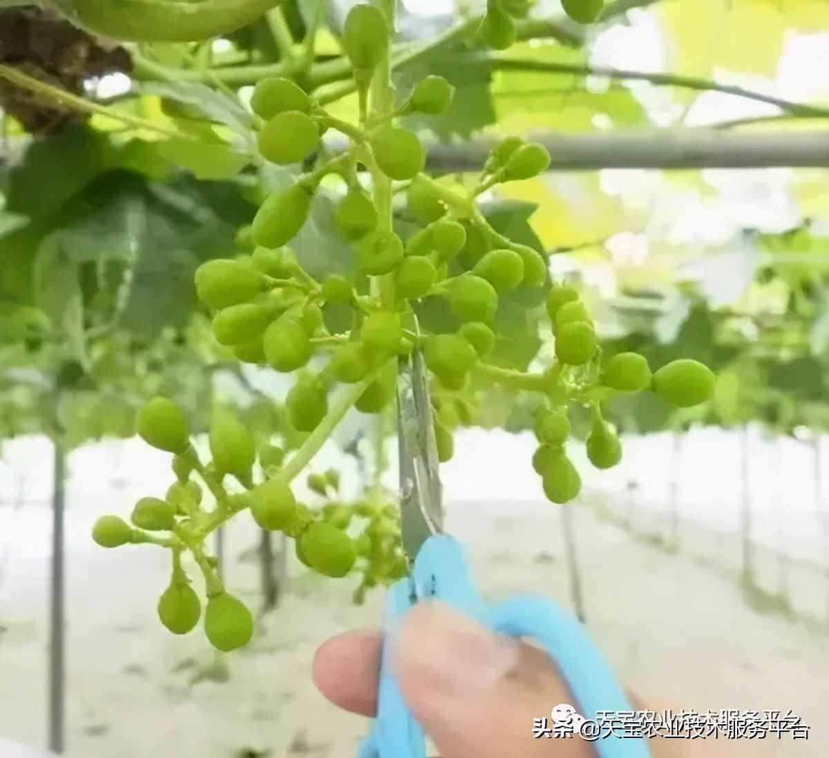 種好陽光玫瑰這些關(guān)鍵技術(shù)得知道