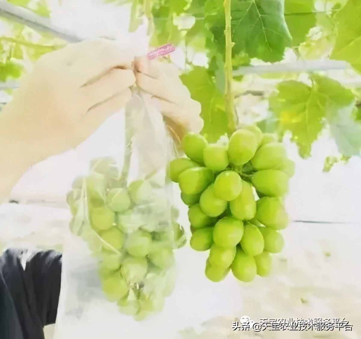 種好陽光玫瑰這些關(guān)鍵技術(shù)得知道