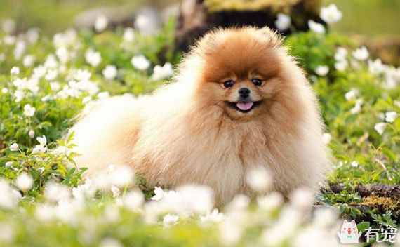 博美犬美容特色  博美犬打理技巧