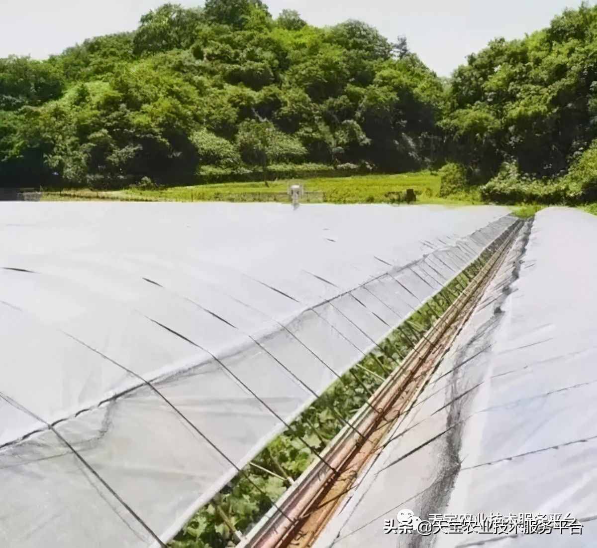 種好陽光玫瑰這些關(guān)鍵技術(shù)得知道