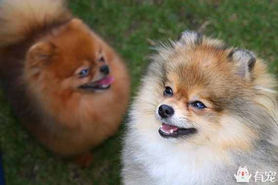博美犬美容特色  博美犬打理技巧