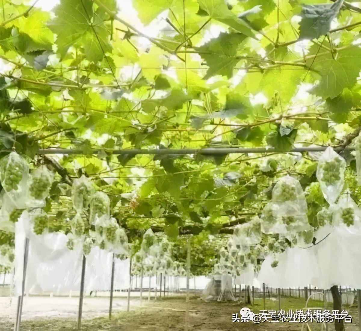 種好陽光玫瑰這些關(guān)鍵技術(shù)得知道