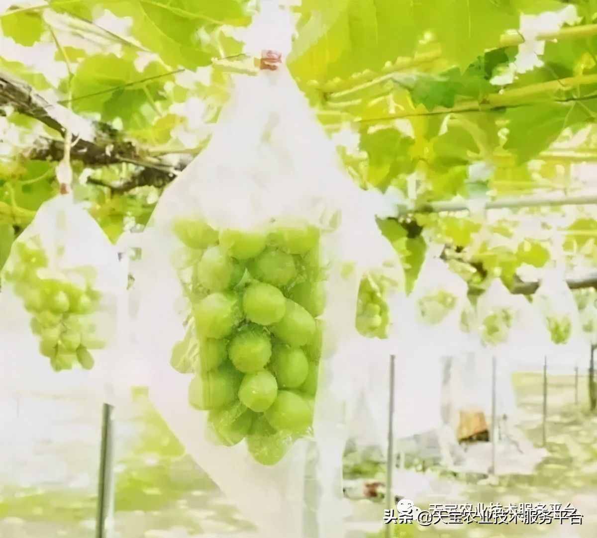 種好陽光玫瑰這些關(guān)鍵技術(shù)得知道