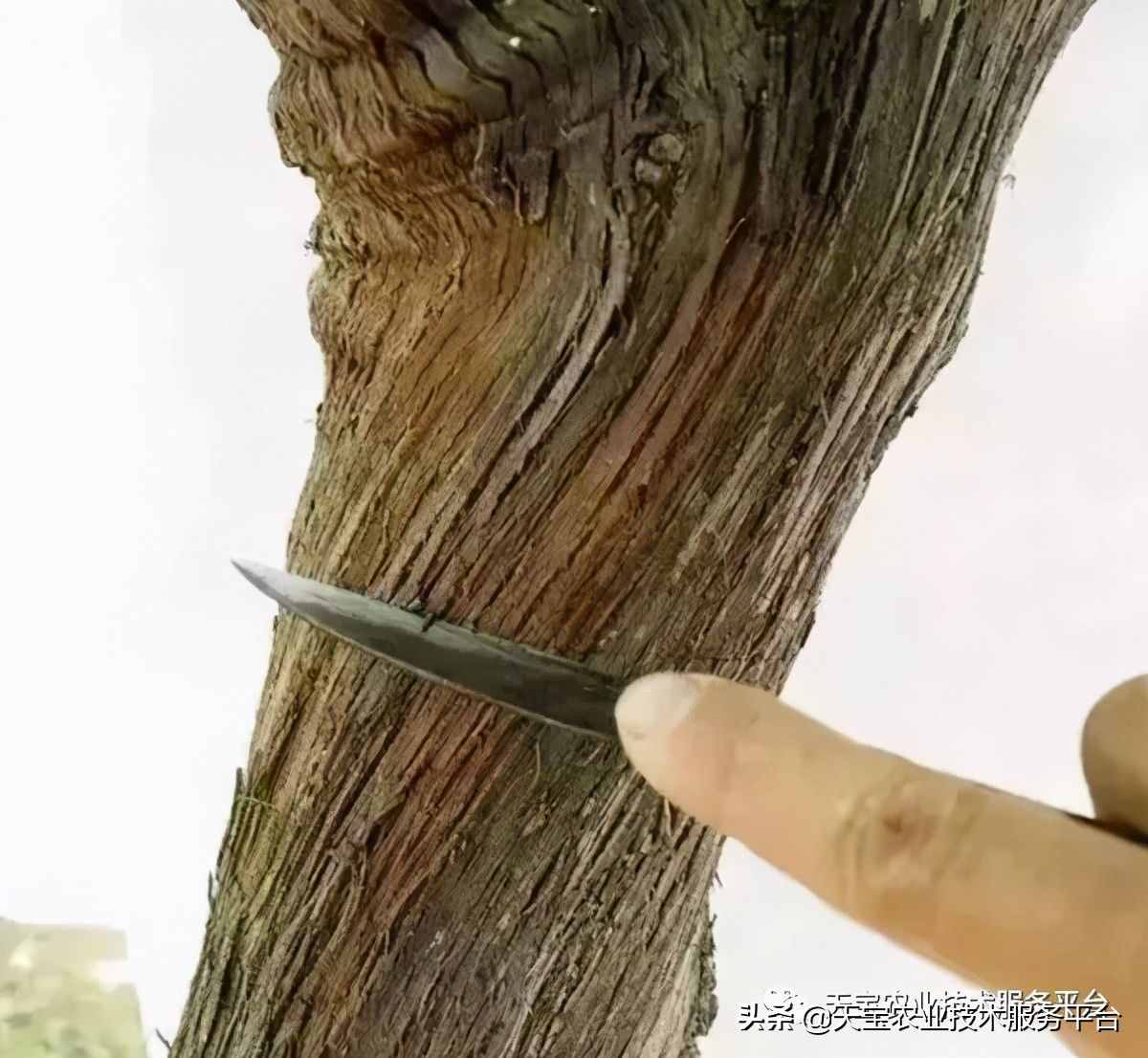 種好陽光玫瑰這些關(guān)鍵技術(shù)得知道