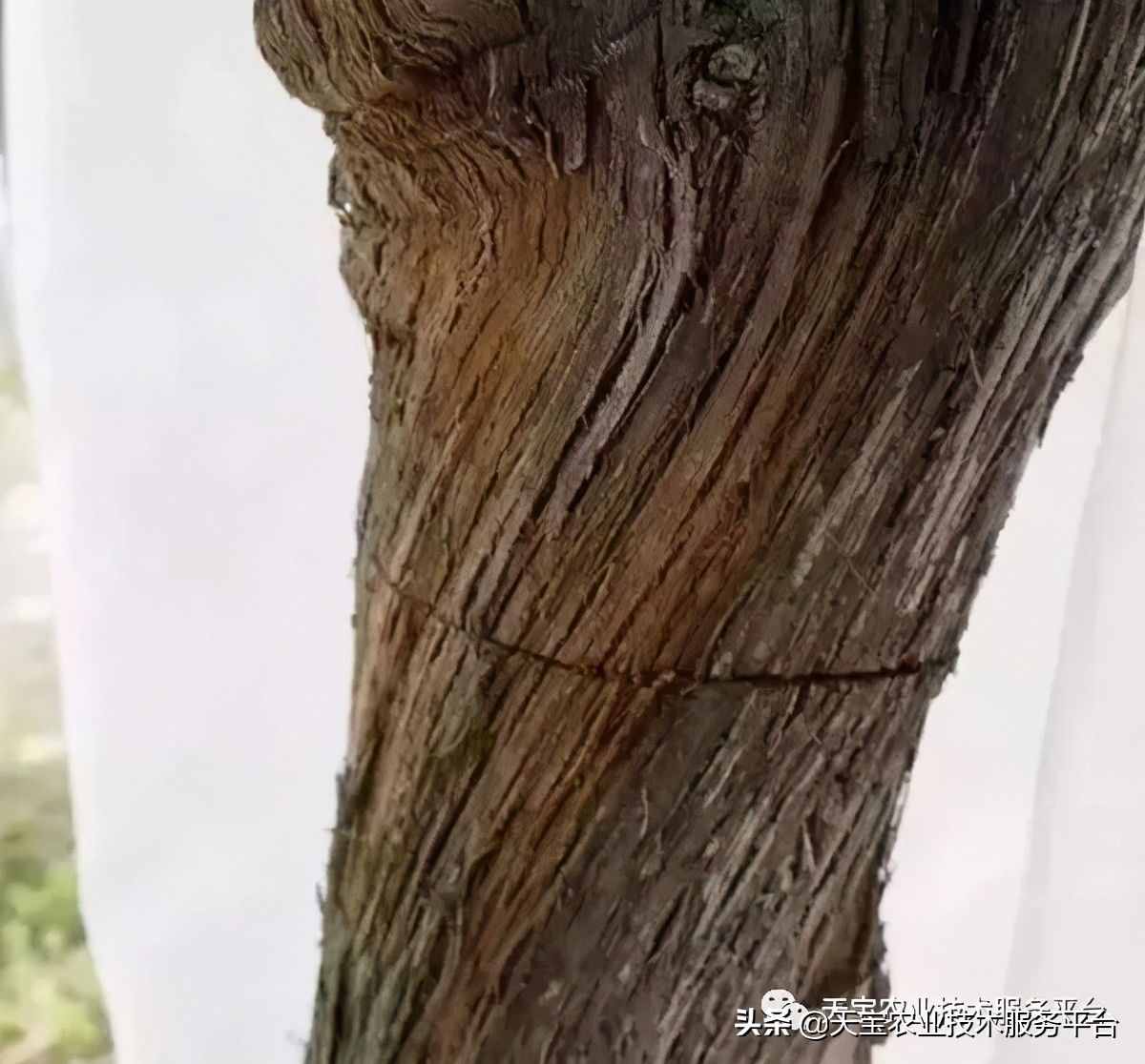 種好陽光玫瑰這些關(guān)鍵技術(shù)得知道