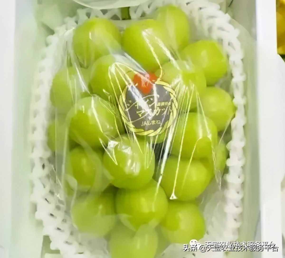 種好陽光玫瑰這些關(guān)鍵技術(shù)得知道