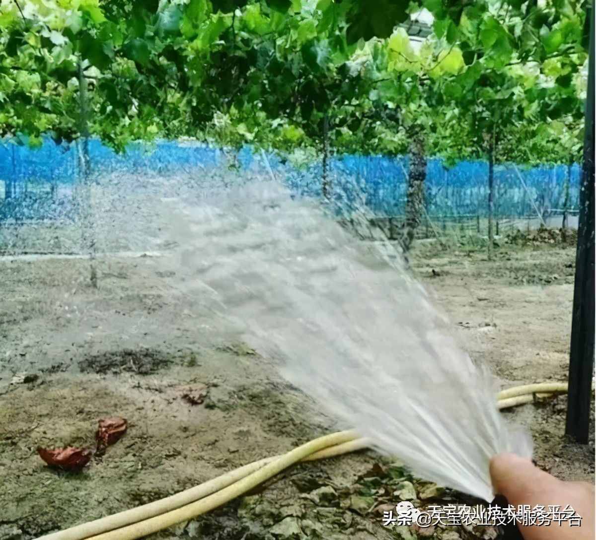 種好陽光玫瑰這些關(guān)鍵技術(shù)得知道