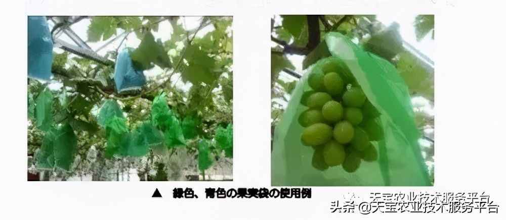 種好陽光玫瑰這些關(guān)鍵技術(shù)得知道