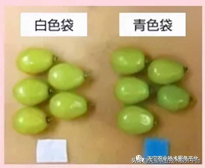 種好陽光玫瑰這些關(guān)鍵技術(shù)得知道