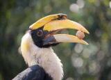 今日更新上海野生動(dòng)物園攻略（玩轉(zhuǎn)上海野生動(dòng)物園嗎）