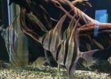 今日更新燕魚(yú)（比較容易飼養(yǎng)的燕魚(yú)品種）