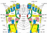 今日更新足部穴位圖（足部反射區(qū)示意圖）