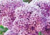 今日更新丁香花五月（五月冰城丁香滿城）