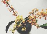 今日更新桂花的作用（桂花吃了有什么好處）