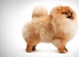 今日更新博美犬美容（博美犬打理技巧）