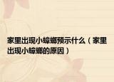 家里出現(xiàn)小蟑螂預示什么（家里出現(xiàn)小蟑螂的原因）