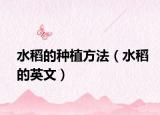 水稻的種植方法（水稻的英文）