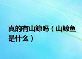 真的有山鯨嗎（山鯨魚(yú)是什么）